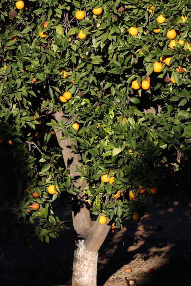            Habit (Riverside, CA)   